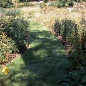 Buffalo grass lawn