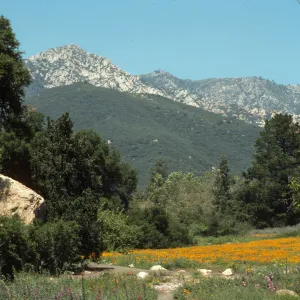 poppies in the Meadow, looking north