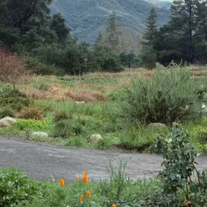 Meadow, snow on La Cumbre Peak?