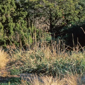 grasses in the Meadow