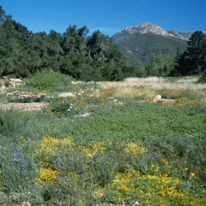 Meadow, looking north to La Cumbre Peak