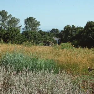 top of Meadow, looking south to the Blaksley Library