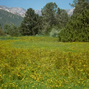Meadow with Hypericum in bloom, yellow