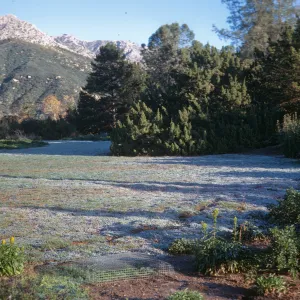 Frost on Meadow