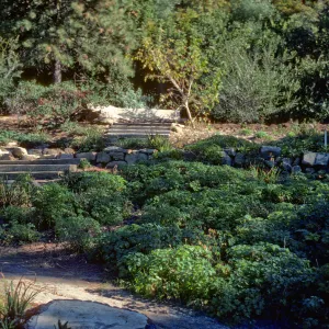 Conn Garden at top of Meadow