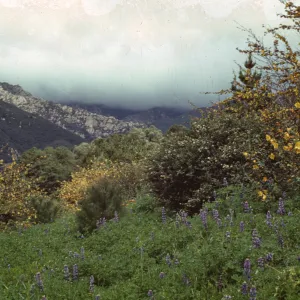 Flannel Bush and Lupine in the Garden, with Santa Ynez Mountains behind