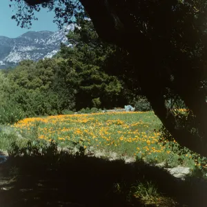 Poppies in the Meadow, viewed under oak limb