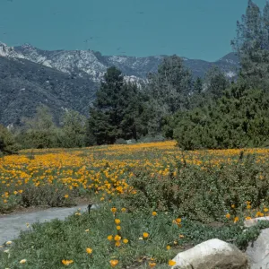Poppies in the Meadow