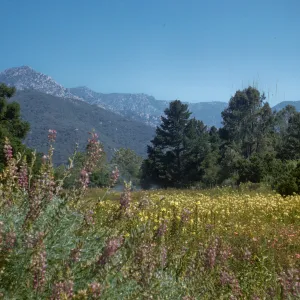 SBBG Meadow in bloom (Lupine) (Evening Primrose)