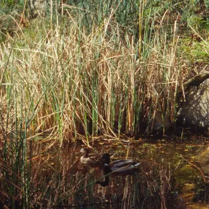 SBBG Pond