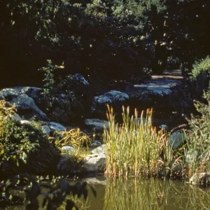SBBG Pond