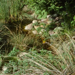 SBBG Pond