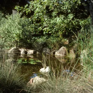 SBBG Pond