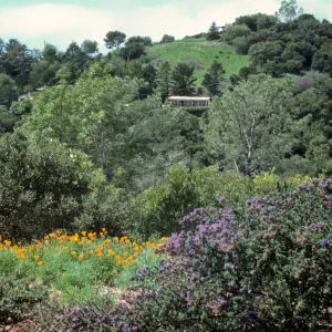 Ceanothus 'Dark Star' and Poppies on Porter Trail