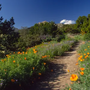 Poppies on Porter Trail