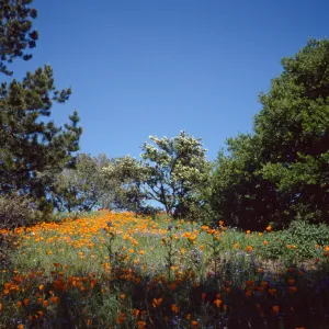 Porter Trail Poppies