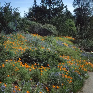 Spring on the Porter Trail