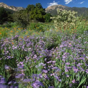 Blue-Eyed Grass Along the Porter Trail