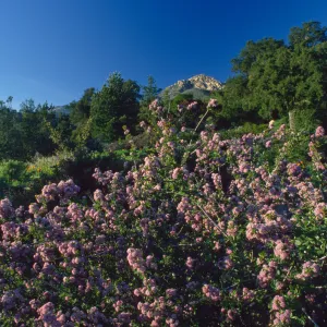 Ceanothus (California Lilac) in Bloom on Porter Trail