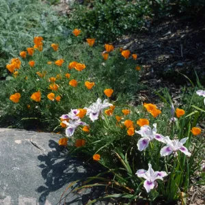 Poppies and Iris on the Porter Trail