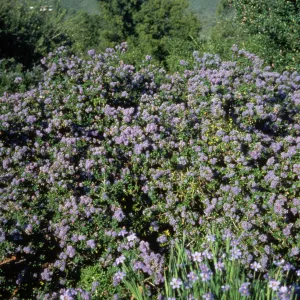 Ceanothus (California Lilac) in Bloom on Porter Trail