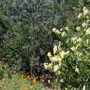 Spring on the Porter Trail
