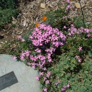 Wheeler Memorial on Porter Trail