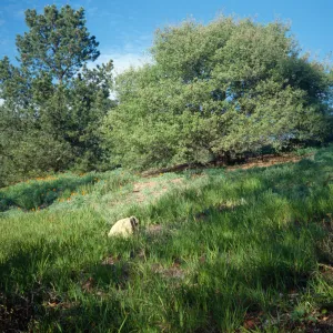 Porter Trail