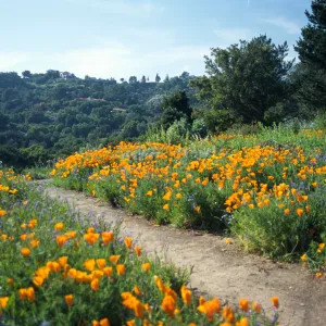 Poppies along the Porter Trail