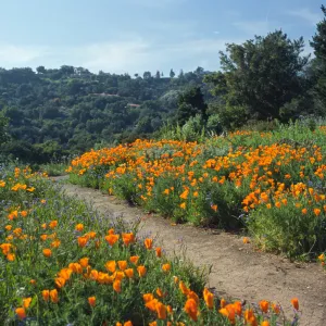 Spring on the Porter Trail