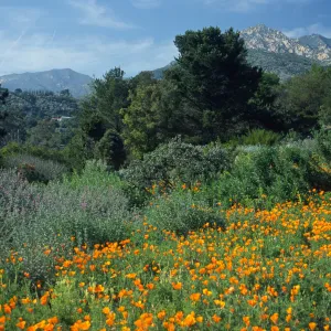 Spring on the Porter Trail