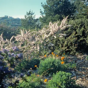 Porter Trail