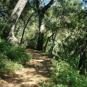 Pritchett Trail