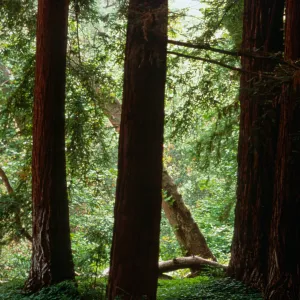 Redwood Section