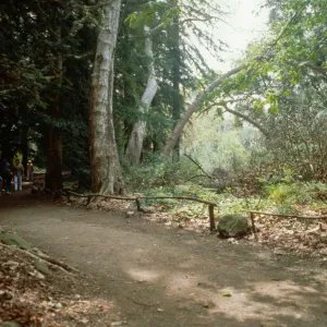 Redwood Section