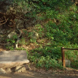 Bench in the Redwood Section