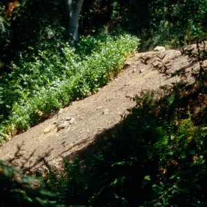 Redwood Slope Restoration Project