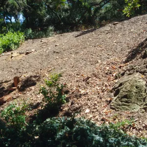 Redwood Slope Restoration Project