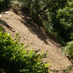 Redwood Slope Restoration Project