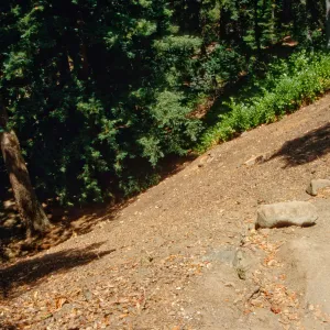 Redwood Slope Restoration Project