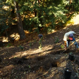 Redwood Slope Restoration Project