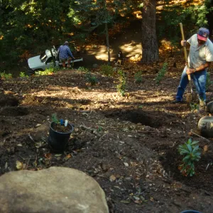 Redwood Slope Restoration Project