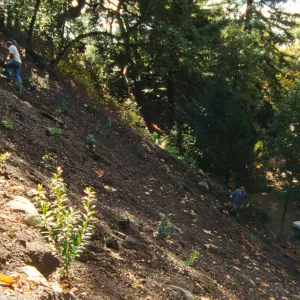 Redwood Slope Restoration Project