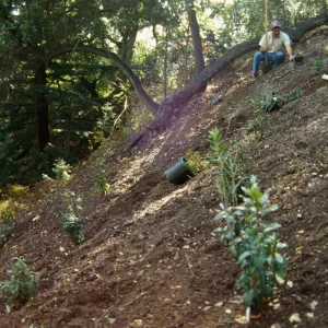 Redwood Slope Restoration Project