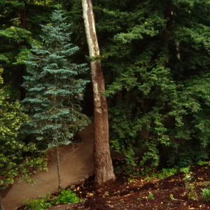 Redwood Section 1994