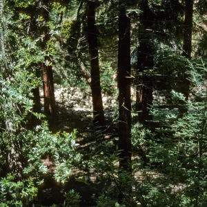 Redwood Section from the Road Above