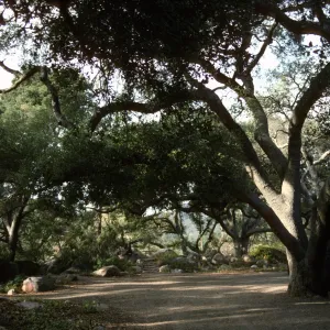 Under the Meadow Oaks
