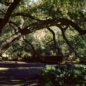Meadow Oaks