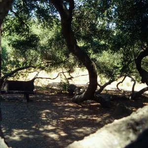 Meadow Oaks