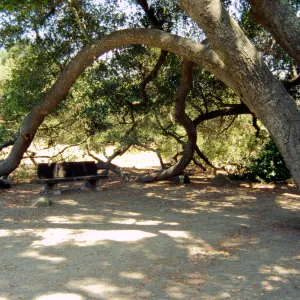 Bench Under the Meadow Oaks